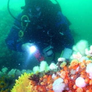 Boat Dive